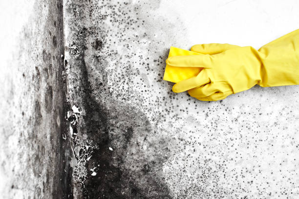 Best Fast Mold Removal  in Garfield, NJ