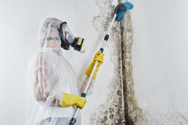 Best Professional Mold Removal  in Garfield, NJ