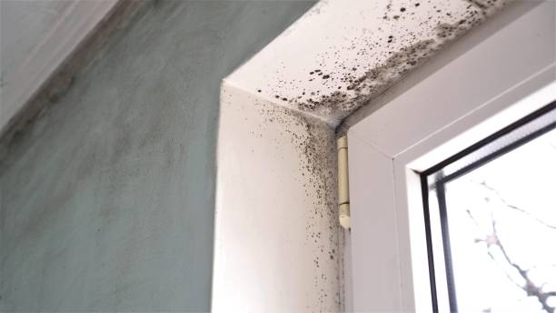 Best Same-Day Mold Removal  in Garfield, NJ