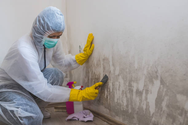 Best Commercial Mold Removal  in Garfield, NJ