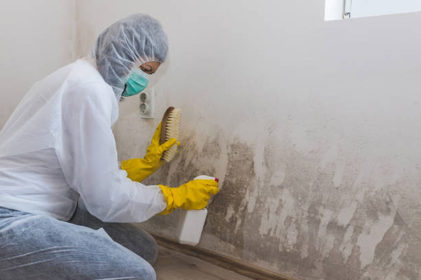 Mold Testing and Removal in Garfield, NJ