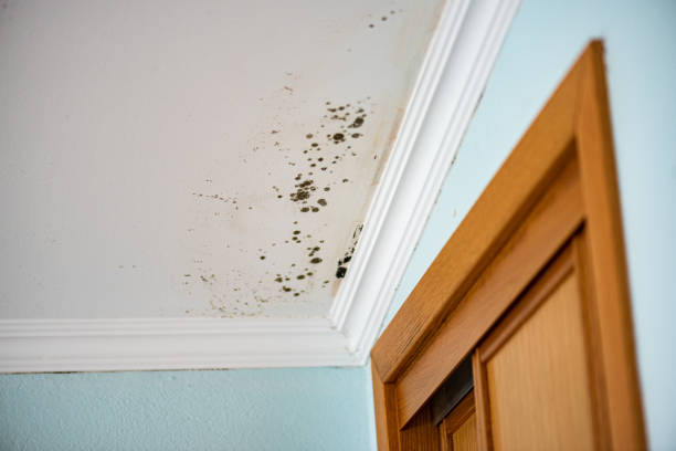 Best Office Mold Removal Services  in Garfield, NJ