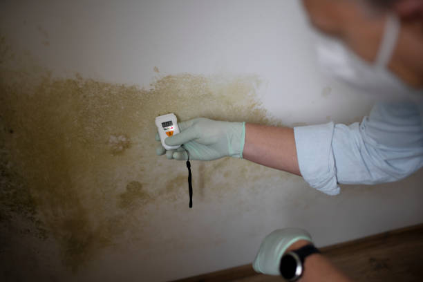 Best Attic Mold Removal  in Garfield, NJ