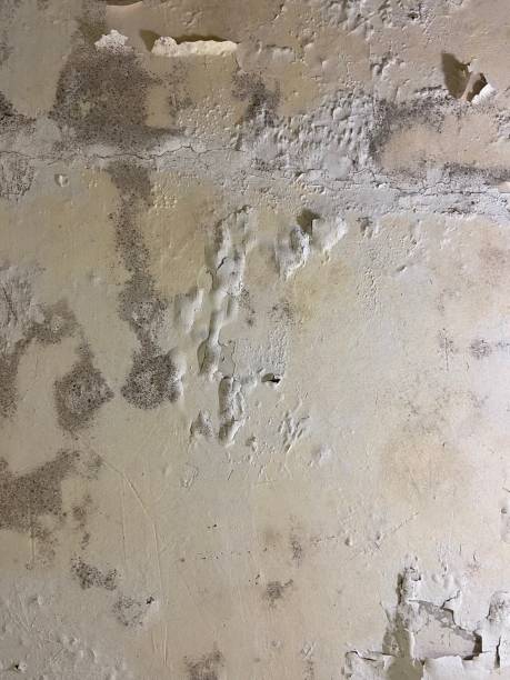 Best Professional Mold Removal  in Garfield, NJ