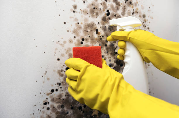Best Mold Cleaning Services  in Garfield, NJ