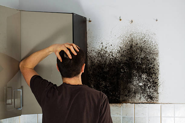 Best Mold Removal Company Near Me  in Garfield, NJ