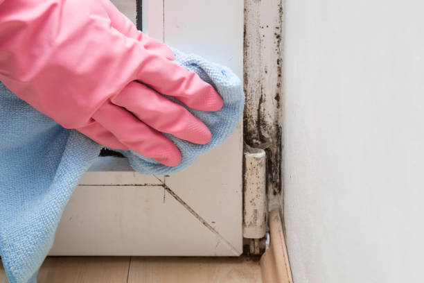 Garfield, NJ Mold Removal Company