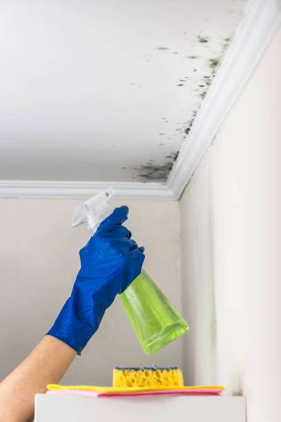 Best Residential Mold Removal  in Garfield, NJ